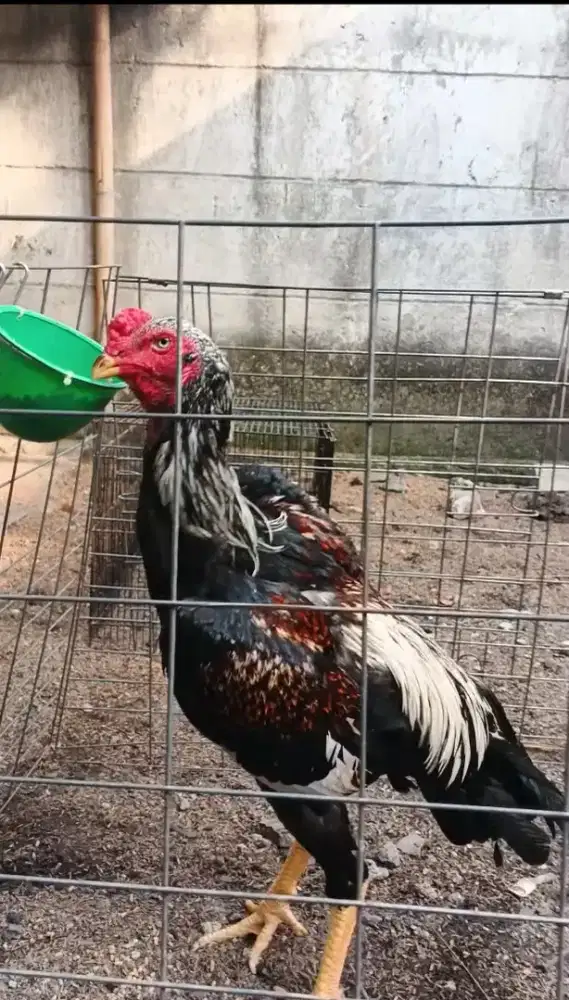 Di jual ayam shamo eropa line zucter x nuber