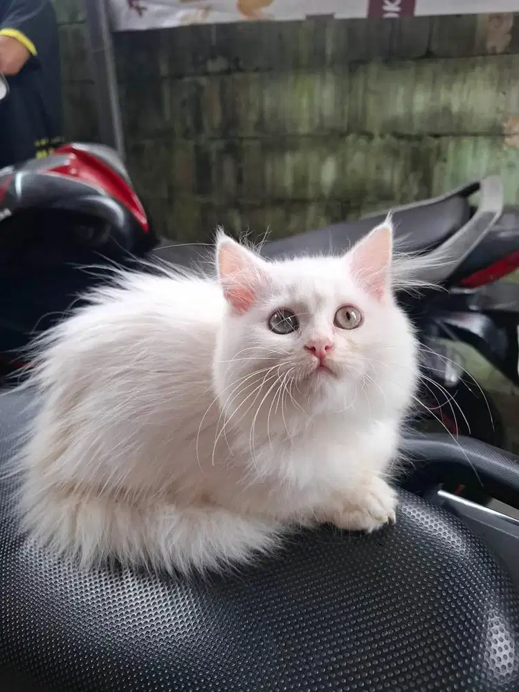 Kitten persia himalaya