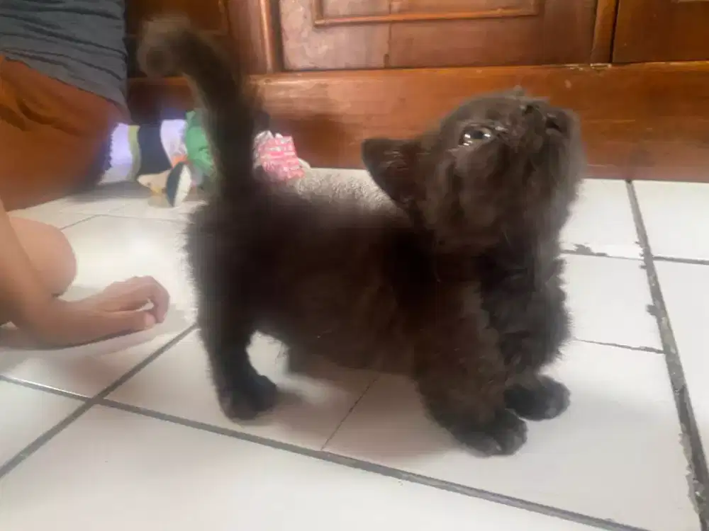 kitten Munckhin bsh standar