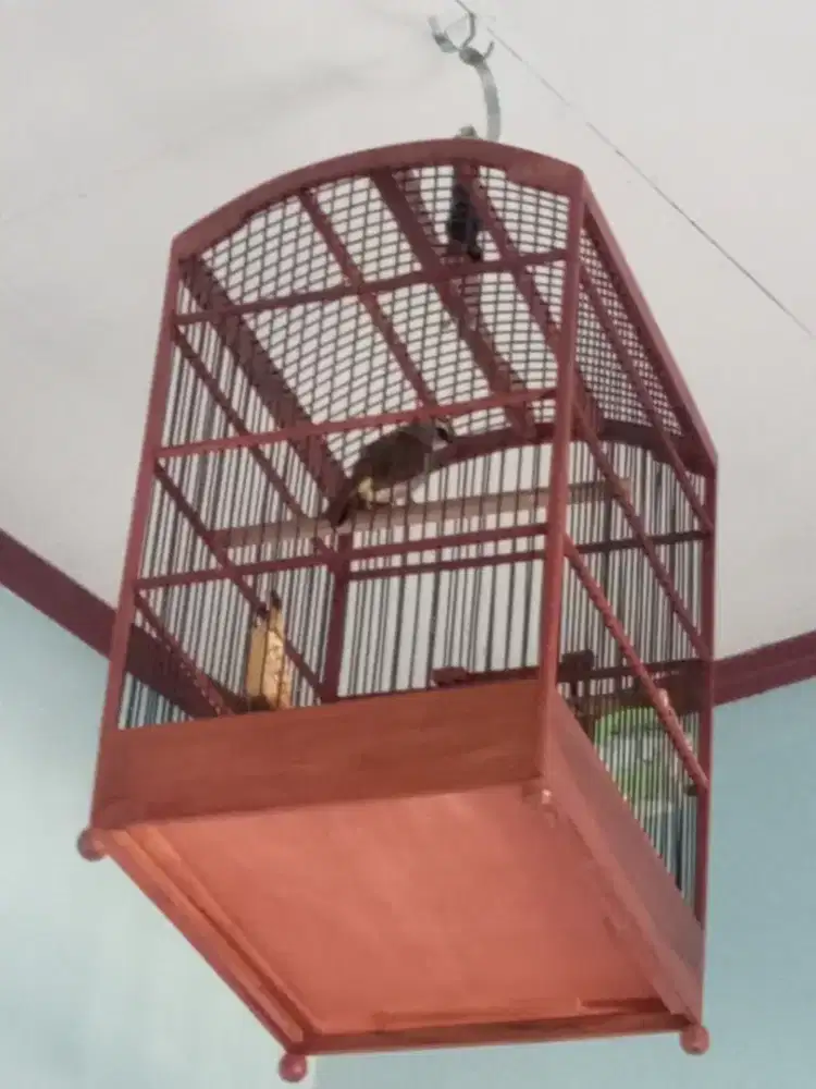 Burung trocok trocok