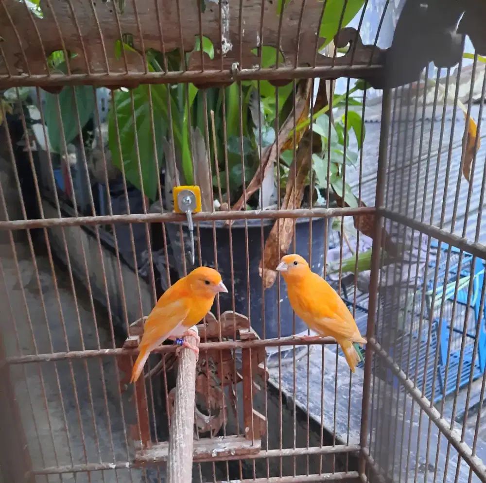 Kenari paud bandung kota