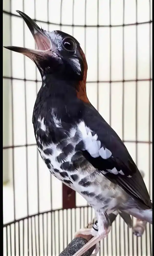 Anis kembang ring malang + sangkar cungkok