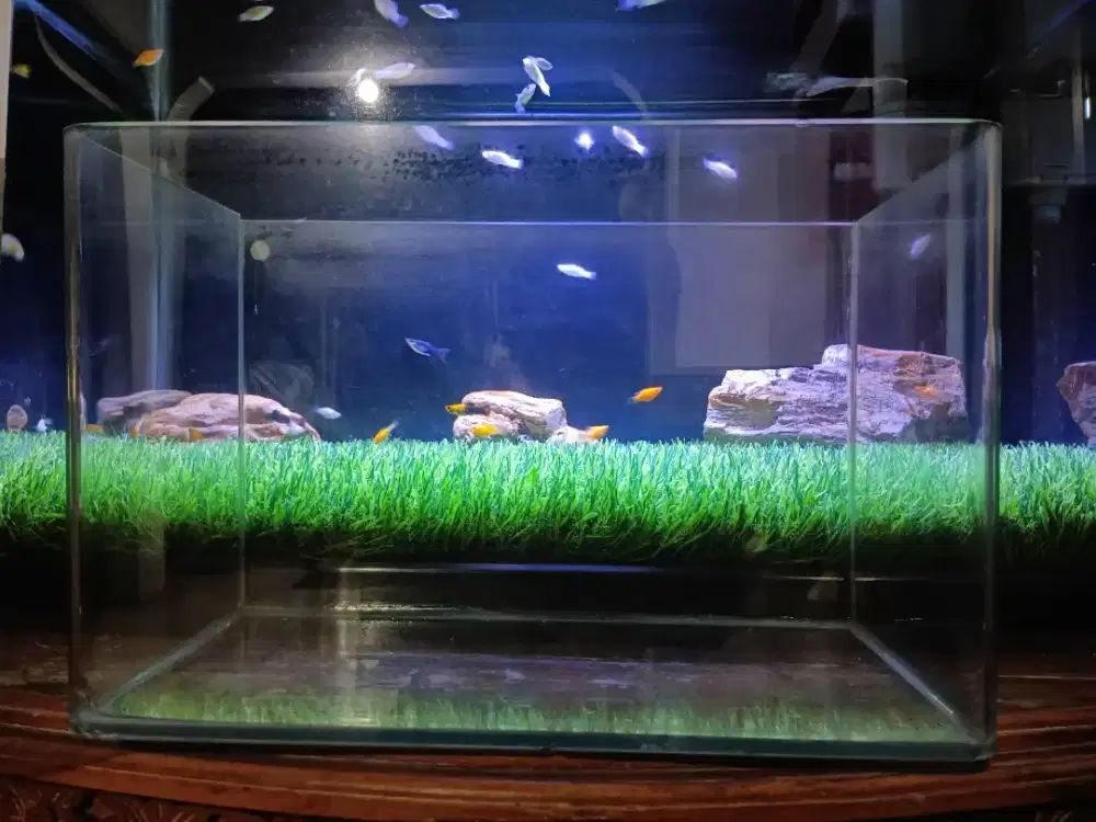 aquarium akuarium bending ikan