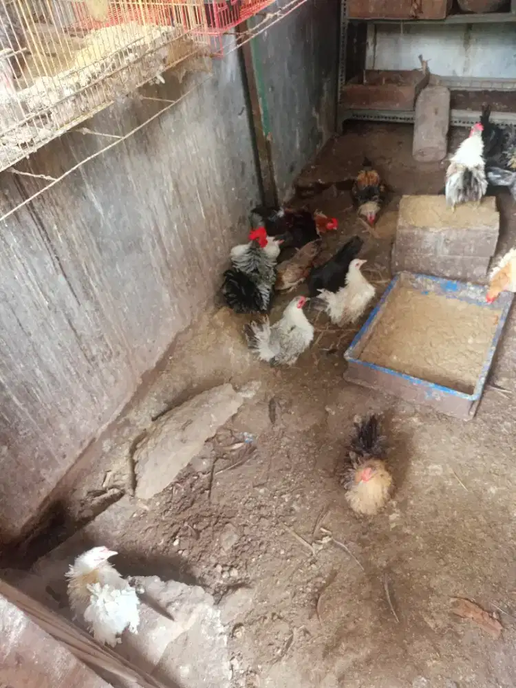 Jual sekandang 33 ekor ayam Kate walik dan biasa
