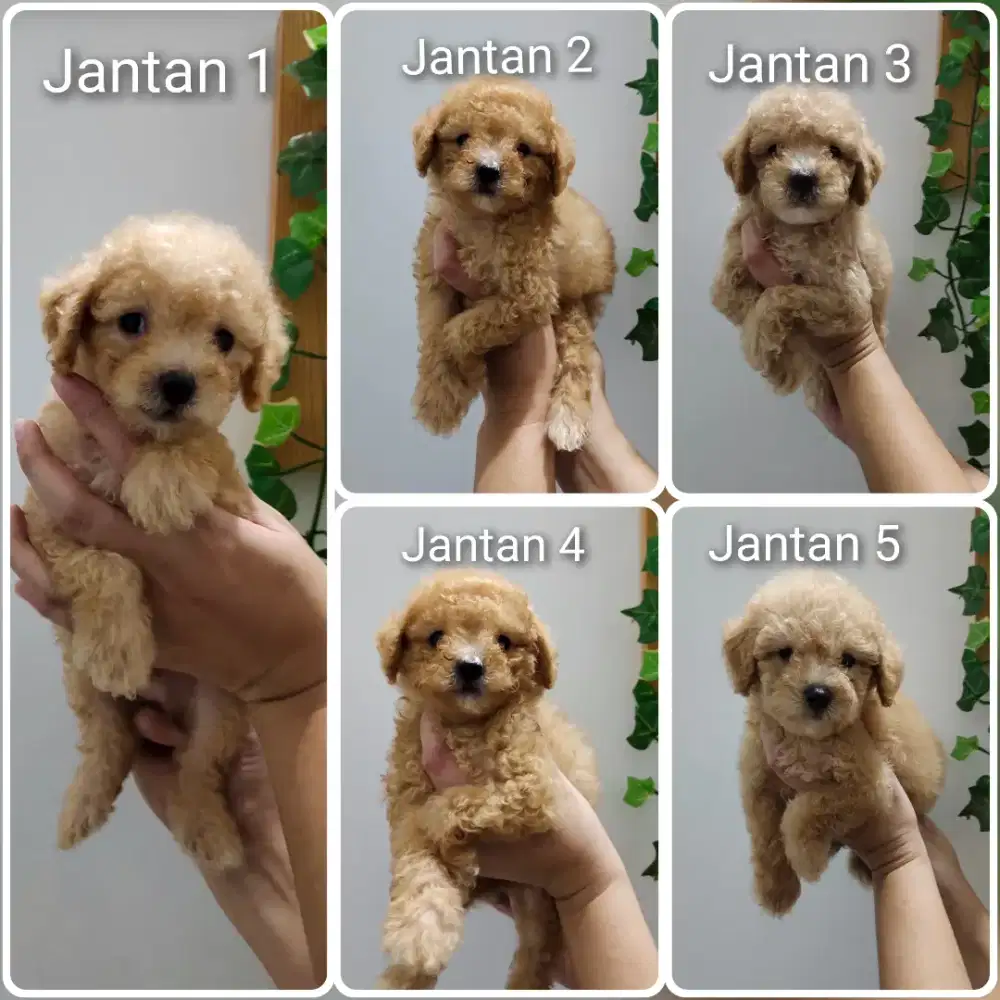 Puppies Toy Poodle super cute and gembul