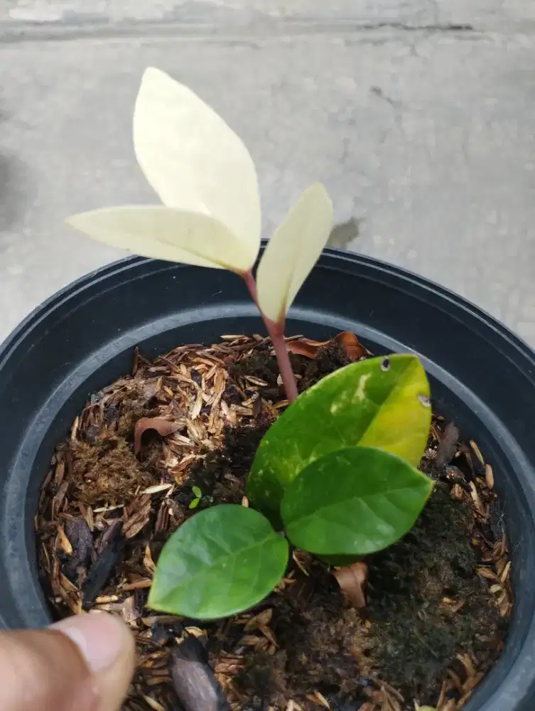 Zamia variegata super