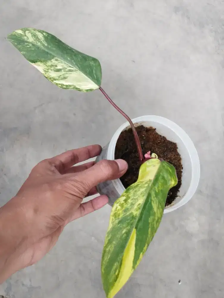 Tanaman hias philodendron strawberry shake