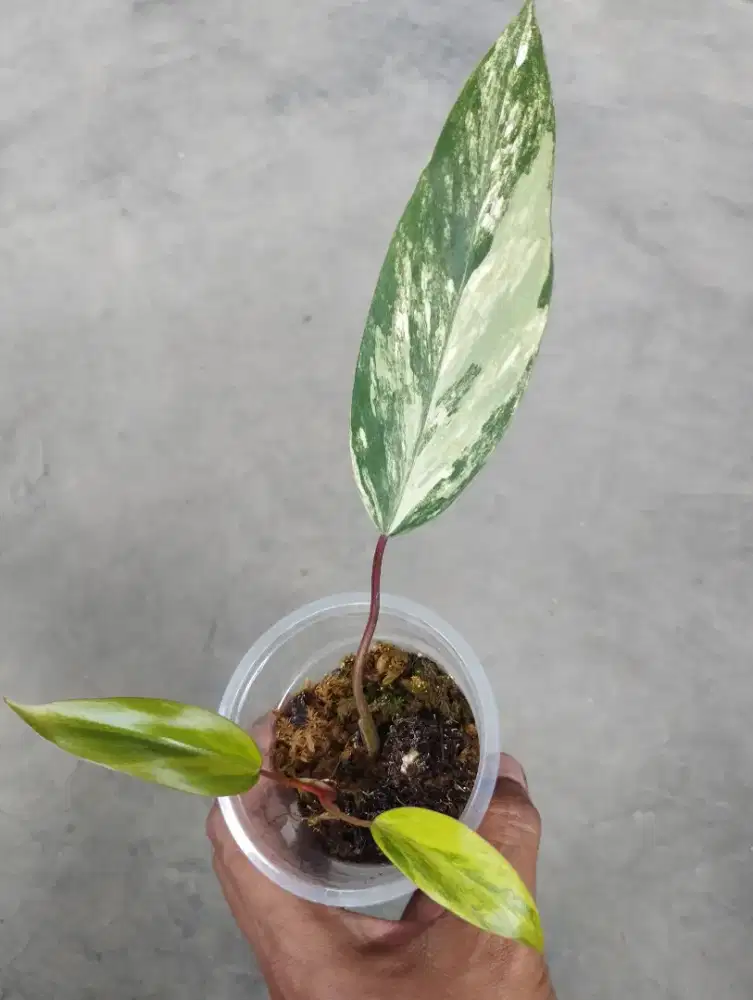 Tanaman hias philodendron strawberry shake