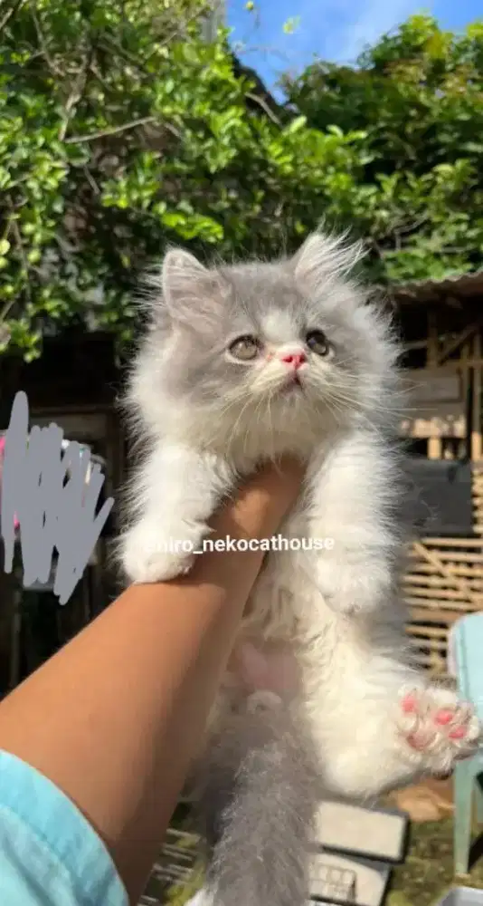 Anak kucing persia peaknose