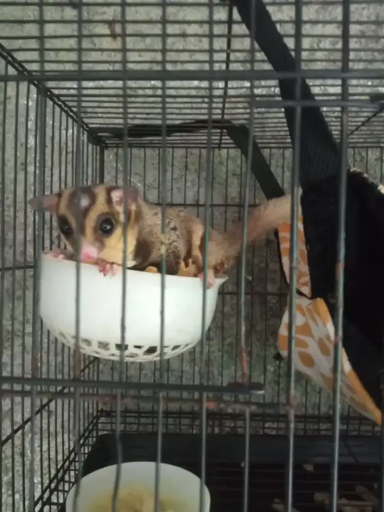 Sepasang sugar glider gratis tempat tidur gamtung