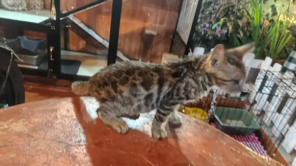 Kucing BeN94l brown