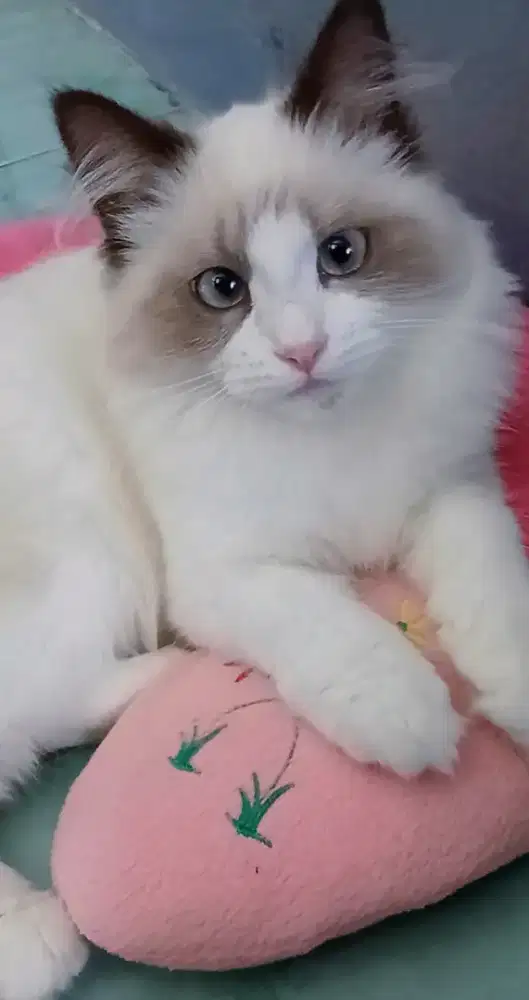 Kitten ragdoll betina non ped