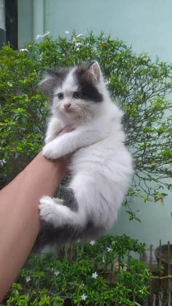 Kitten jantan persia