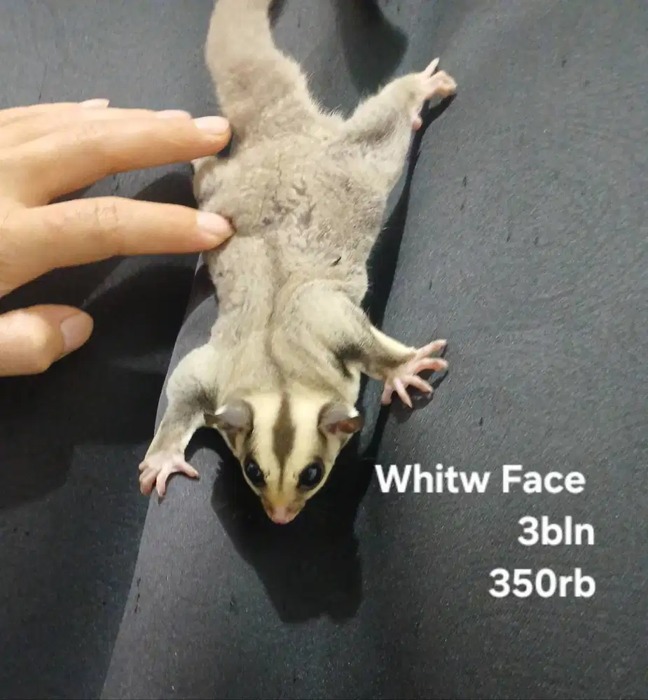 Suger Glider Leu/Moza/platinum