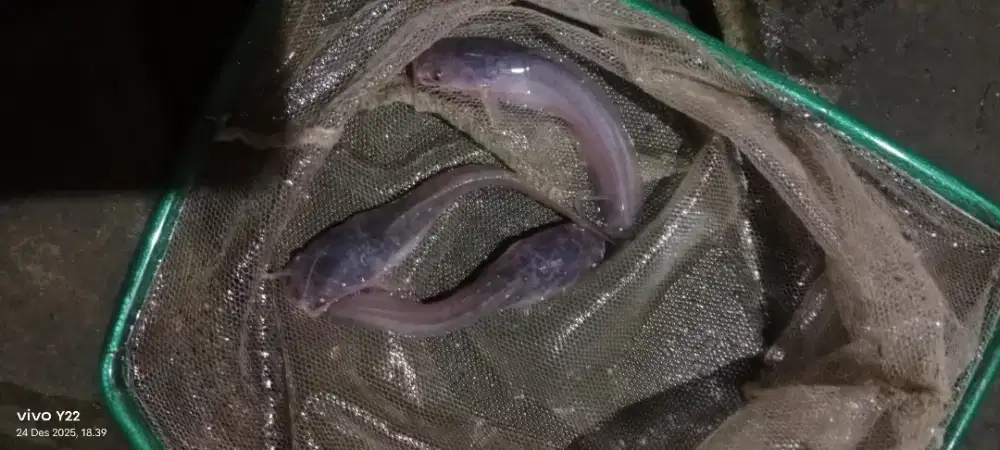 Bibit lele sangkuryang