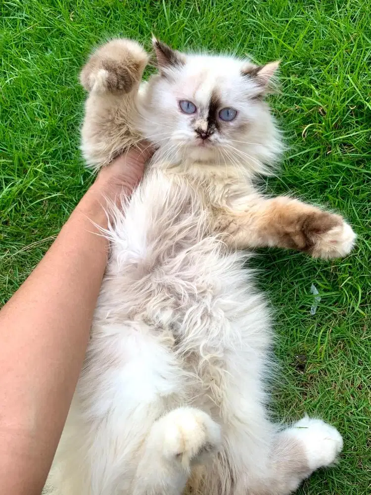 Kucing persia himalaya (proven)
