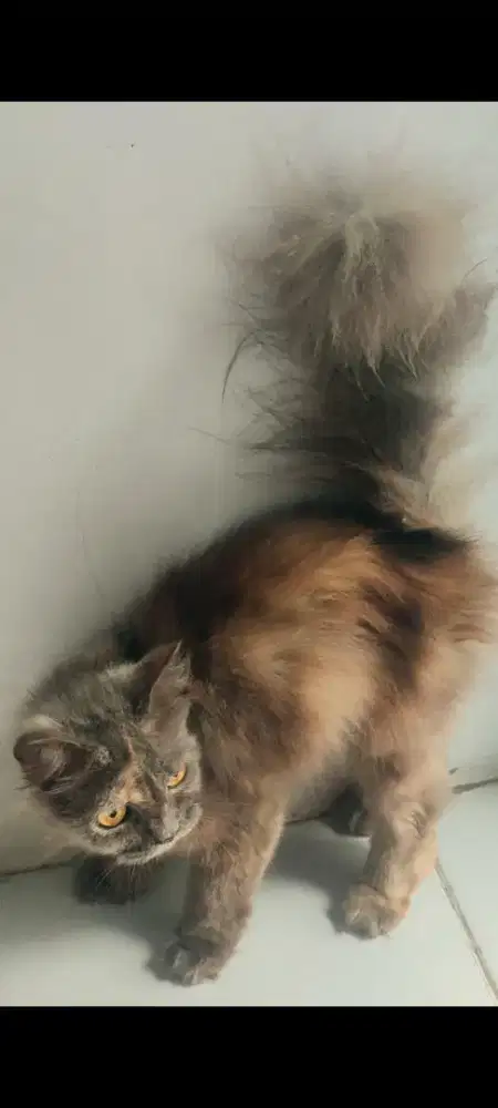 Kucing Persia Medium BETINA