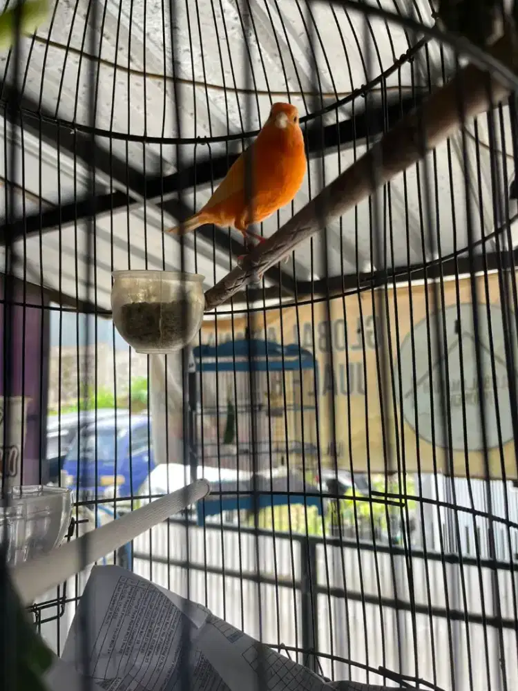 Kenari merlok gacor BU ring