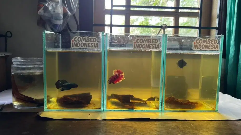 Jual cupang fullset aquarium