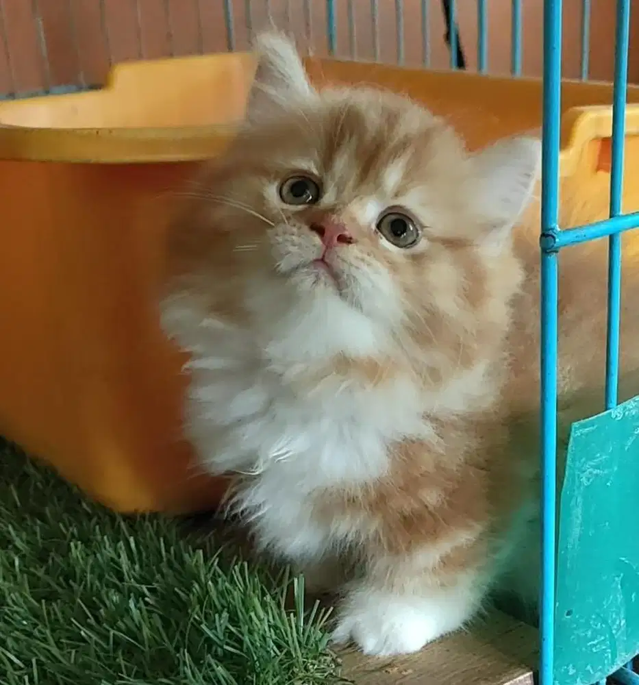 kitten munchkin betina longhair