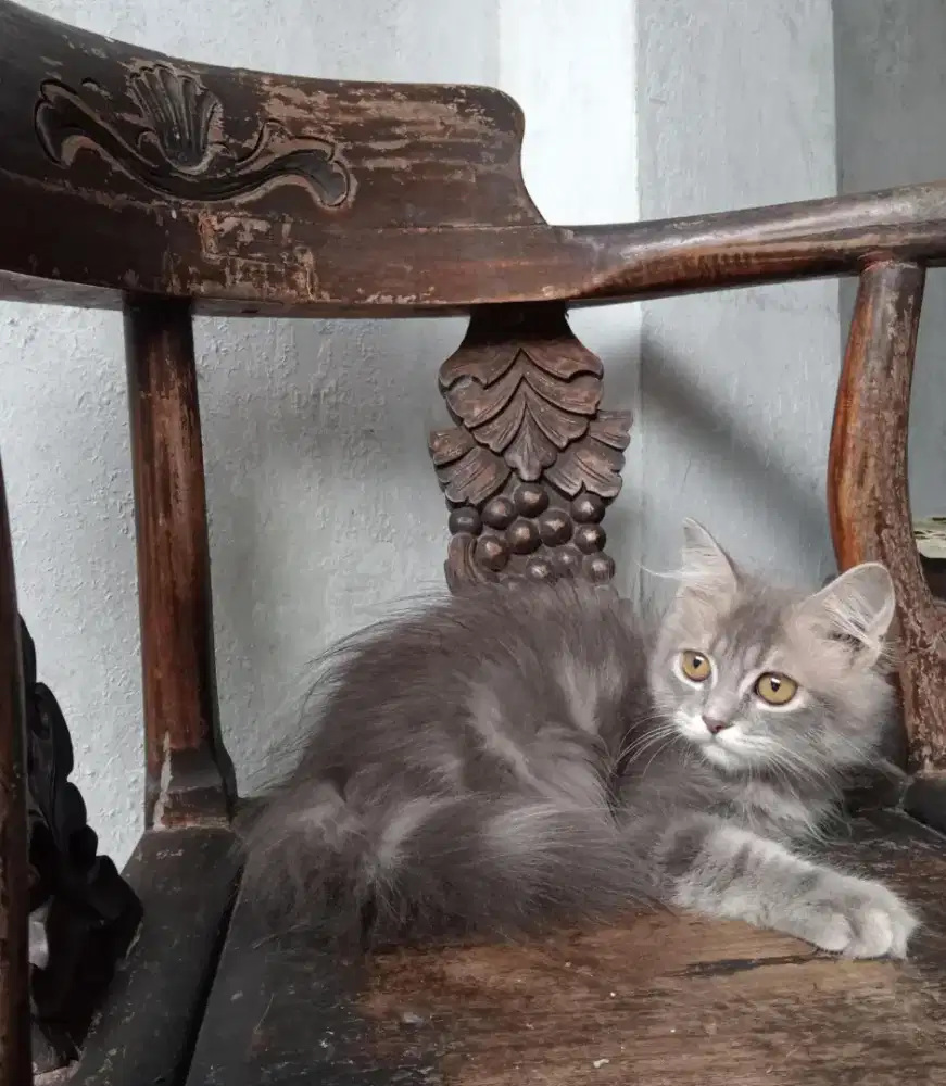 Kucing persia/medium/jantan/4 bulan