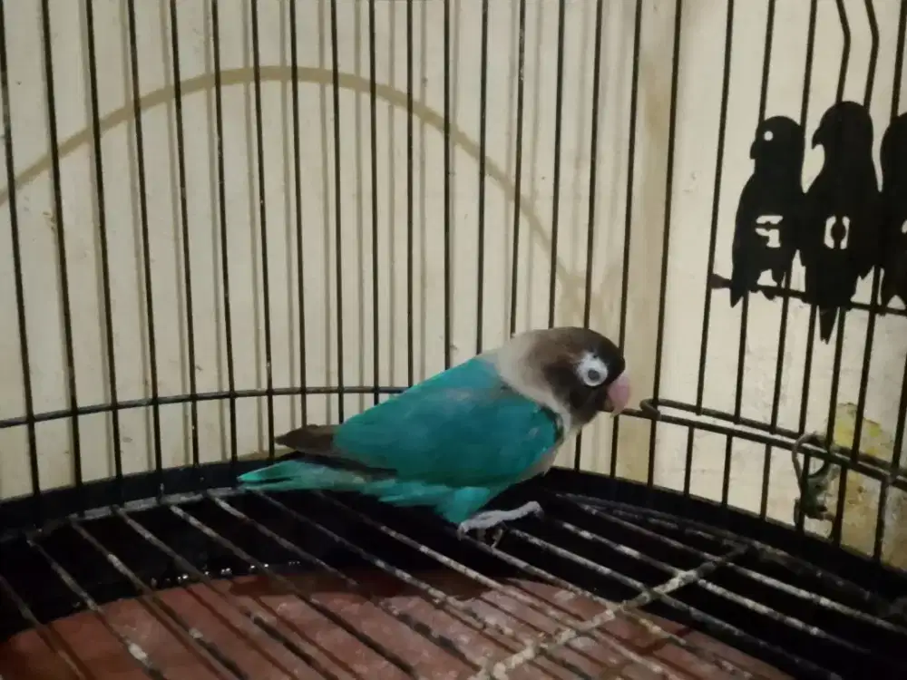 Love bird & ayam borongan