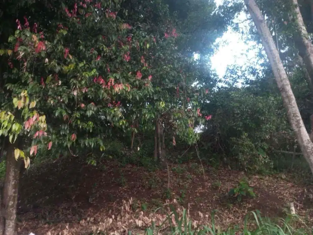 Turun harga!! Tanah siap bangun komplek cluster resort dago pakar Bandung utara