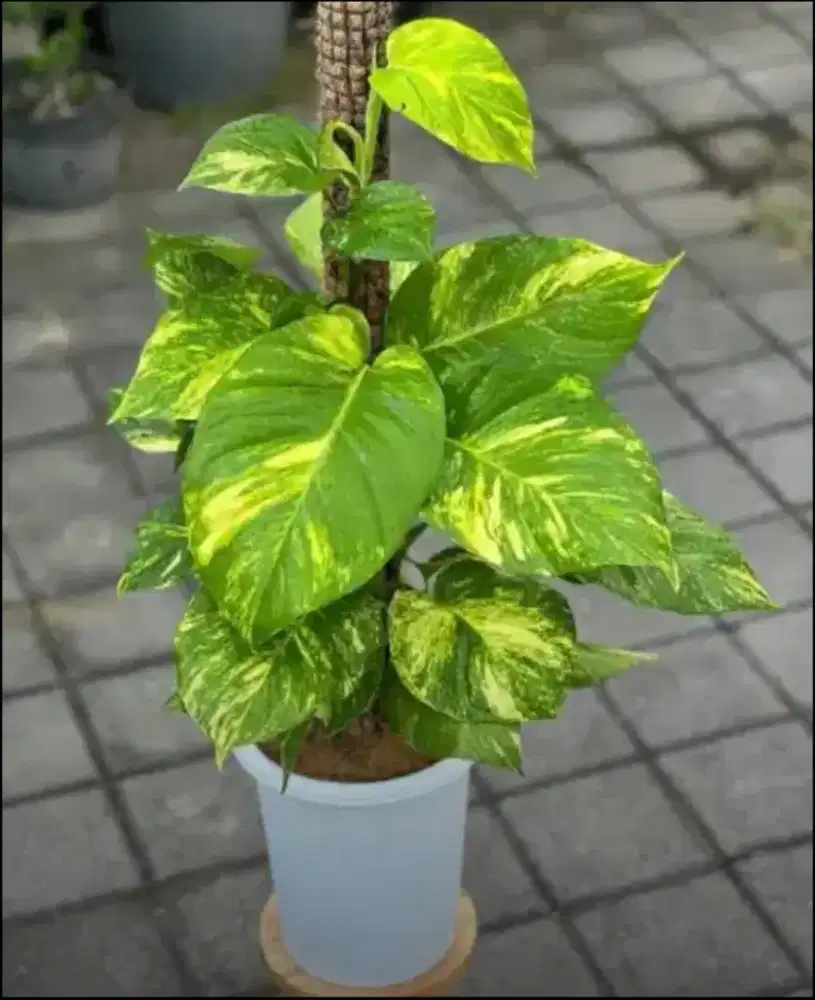 Lowongan kerja toko Tanaman