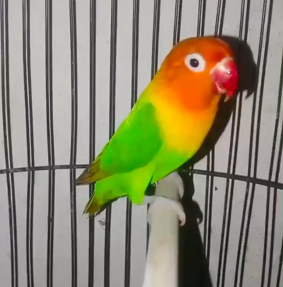 Burung LB Lovebird Biola