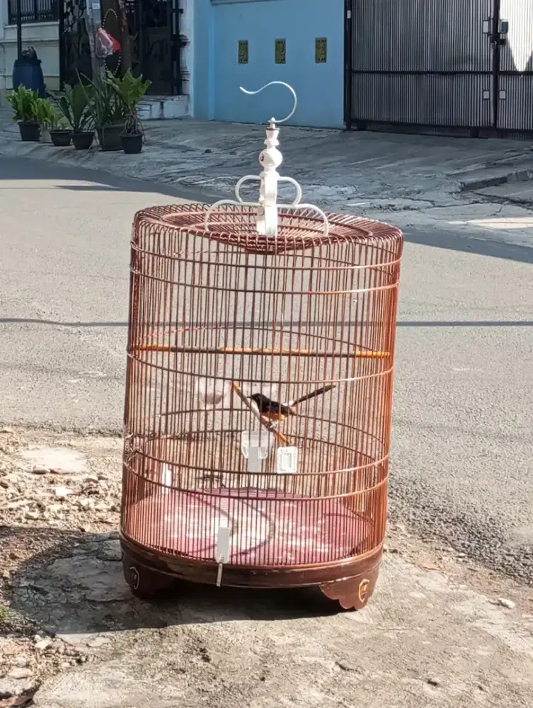 Burung murai jantan fullset