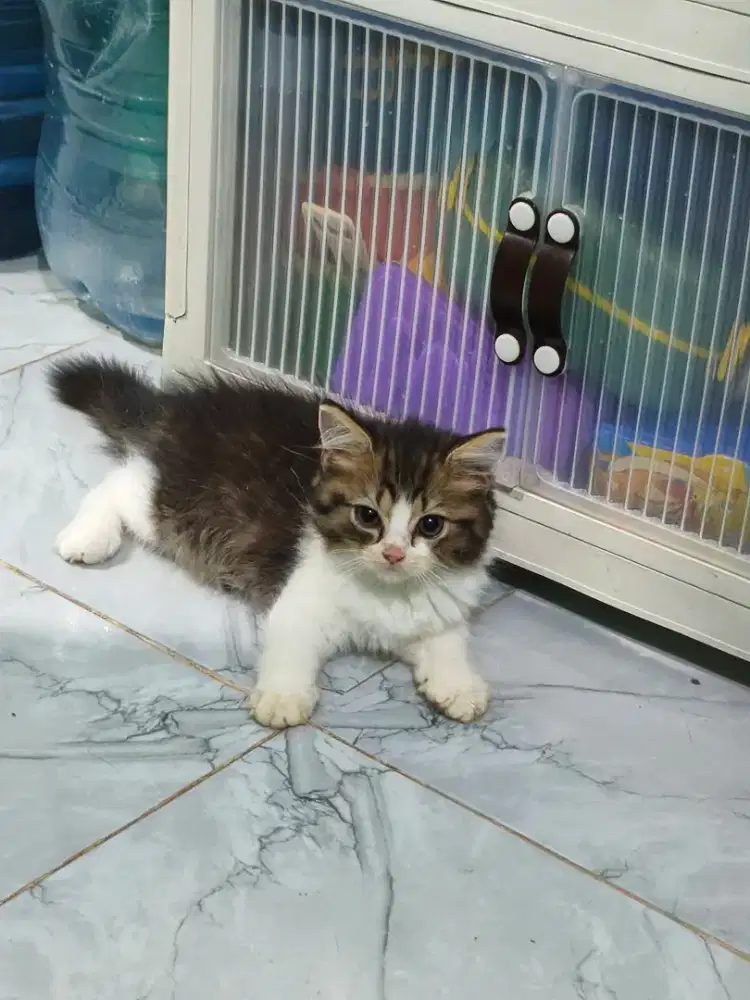 LA Kucing Ras Usia 2 bulan