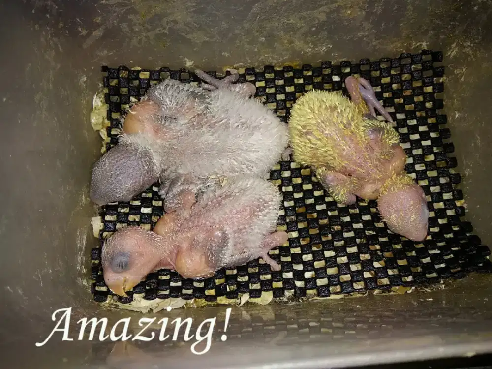 Matras Amazing anti slip/ngangkang