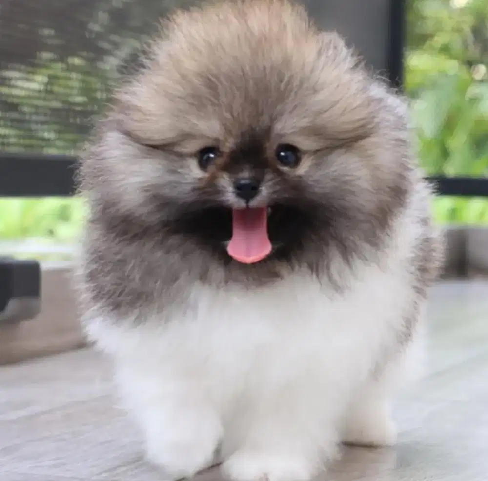 Anjing mini pom