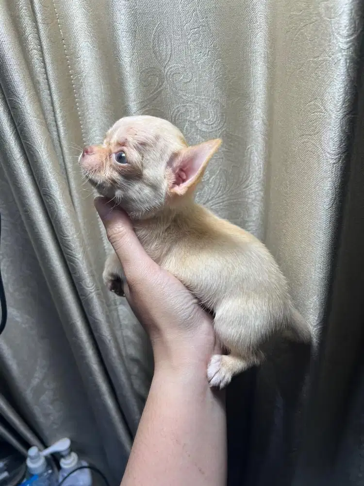 Chihuahua jantan stb