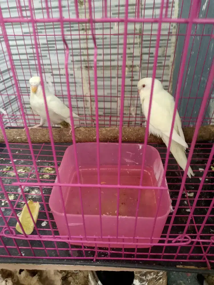 Parkit cremino fullset