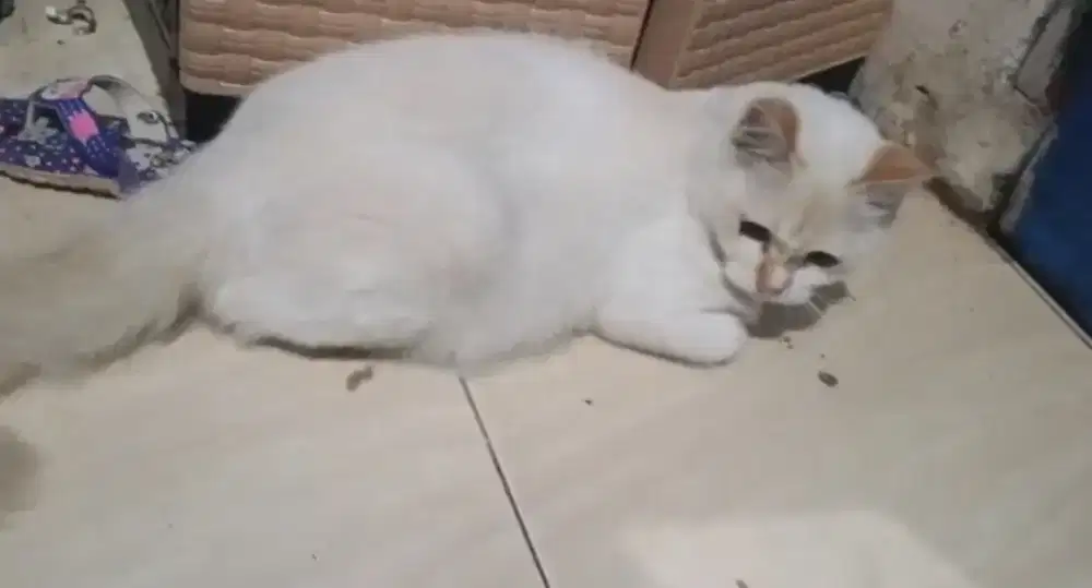 Kucing himalaya redpoint betina hamil sama peaknose