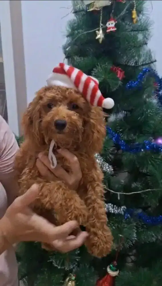 Poodle no vaksin dan no sertifikat