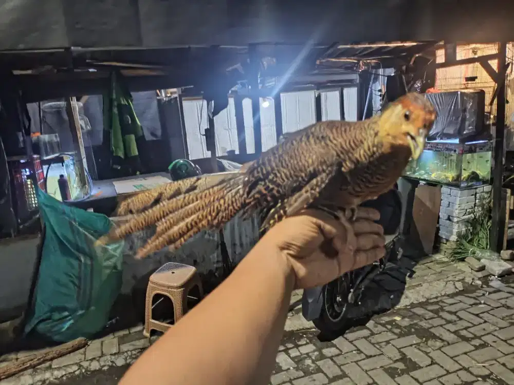 Golden Pheasant Jantan Muda