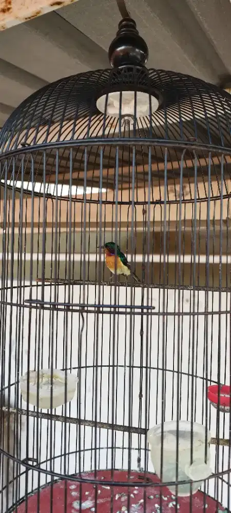 Guru vocal KOLIBRI WULUNG