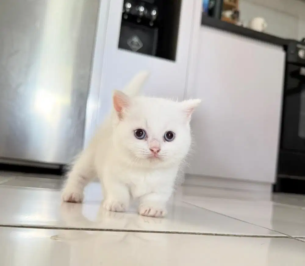 BSH Munchkin gaelic cebol