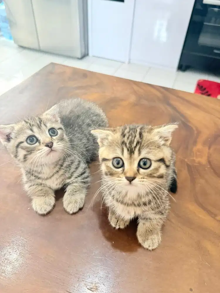 BSH Munchkin gaelic cebol