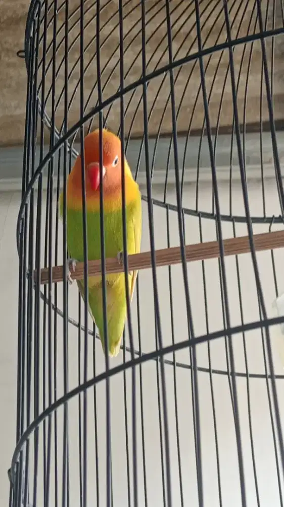 Jual love bird fs kdng