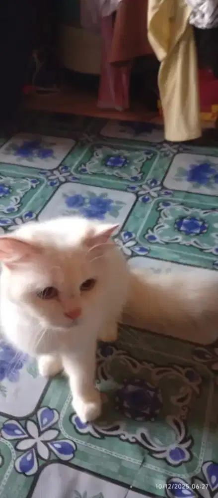 KUCING PERSIA PUTIH BERSIH BULU HALUS