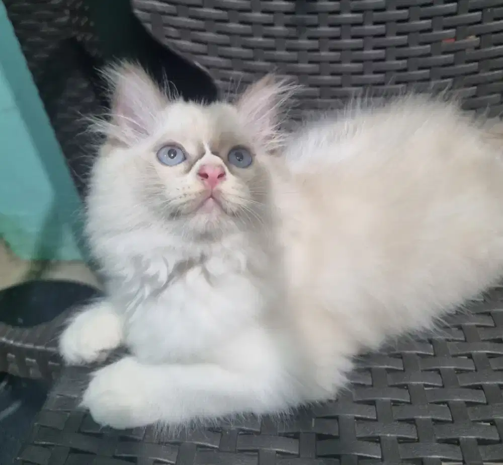 kucing ragdoll simetris bicolor nonped betina bigbone 2 bulan lebih