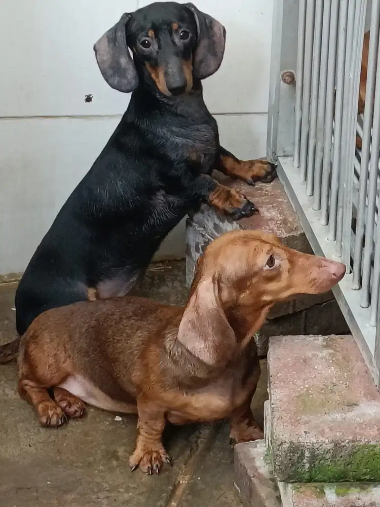 Anjing Dachshund/Tekel Calon Indukan