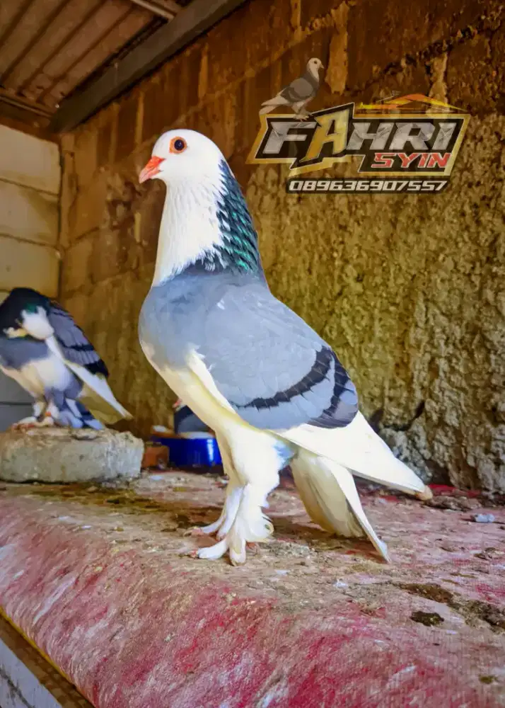 Sepasang Merpati Blantong Megan Ekor putih