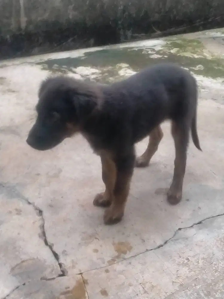 Dijual anak anjing 3 bulan