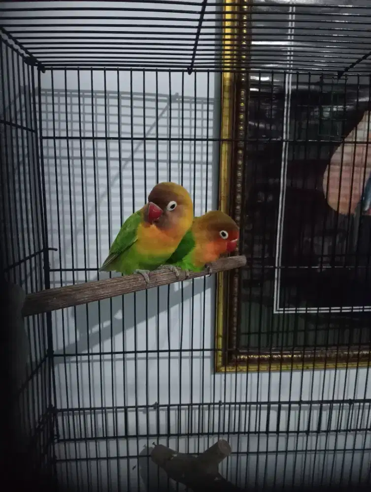 Lakbet sepasang+ kandang nya
