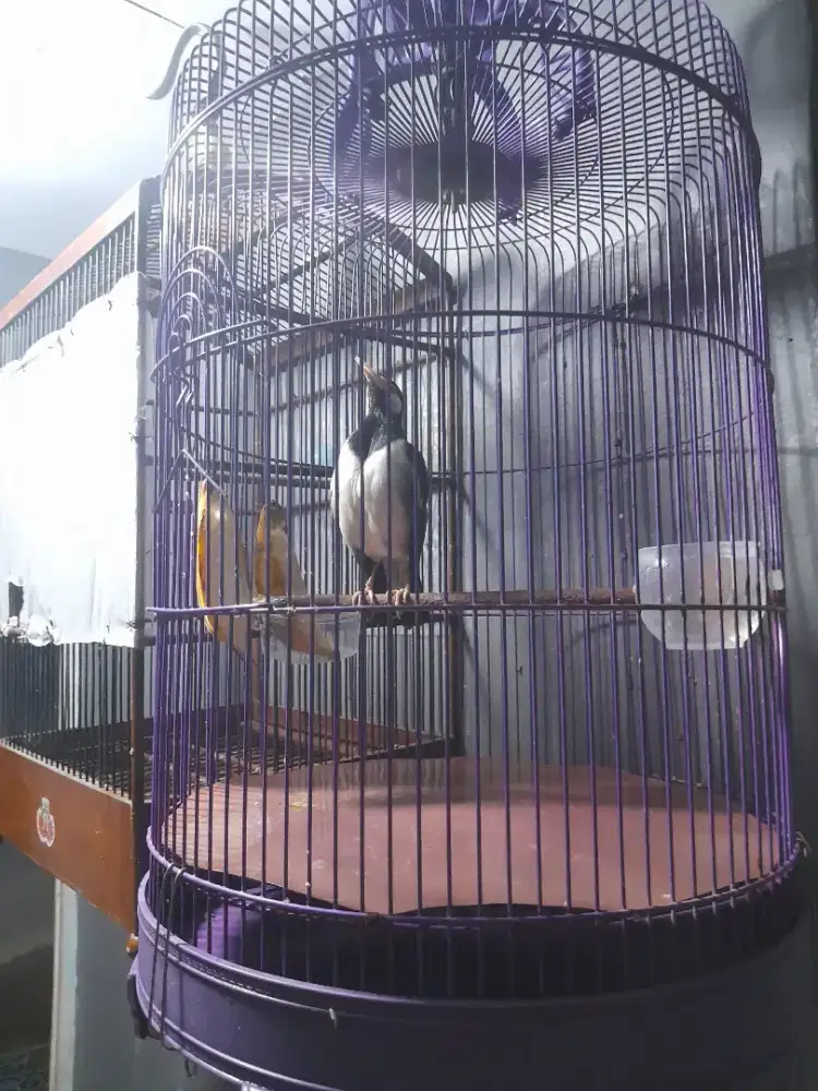 Jual jalak suren gacor