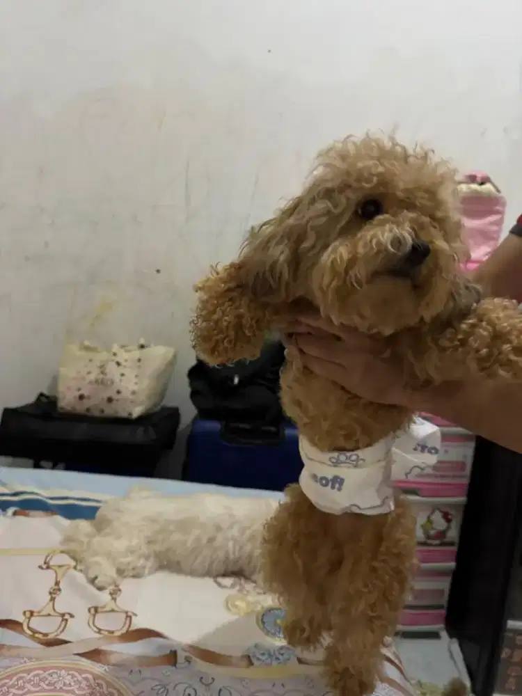 Maltipoo Jantan 13 bulan